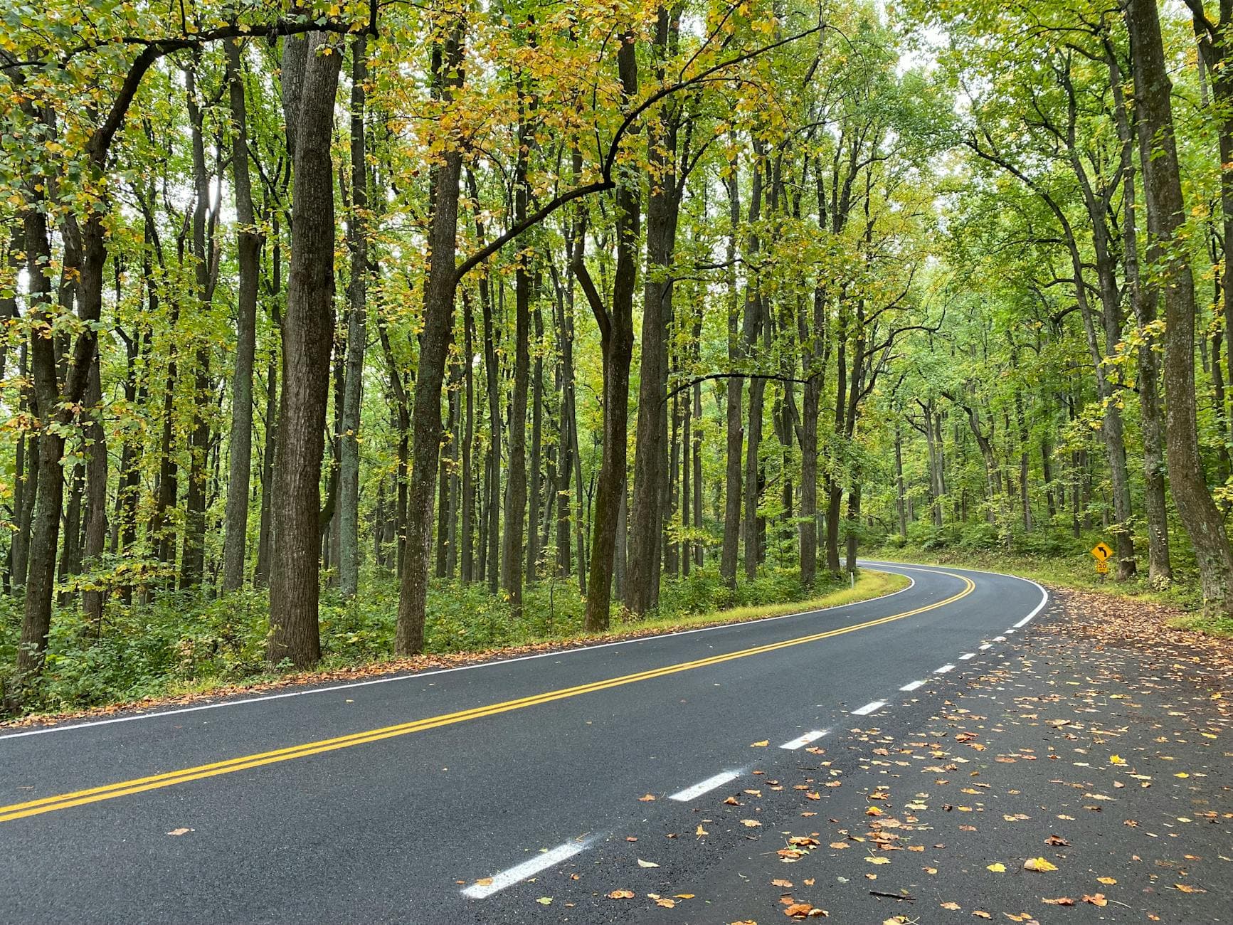 Tree-lined road through autumn foliage in Virginia — the scenic Route 55 drive between Strasburg and Front Royal